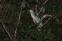 Amazonas06 - 178 * Boat-billed Heron.